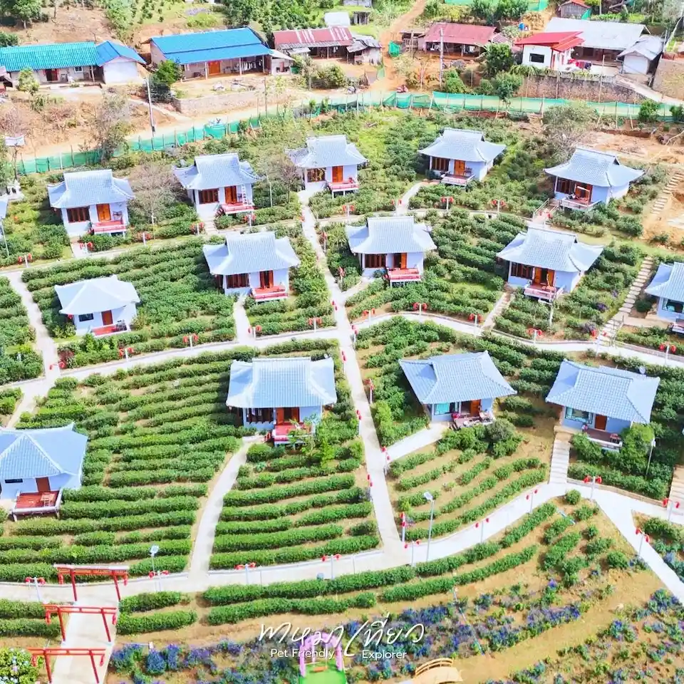 ไร่ชา เฉินฟง - drone view